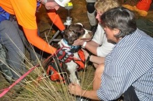springer spaniel rescue springer spaniel rescue from sinkhole